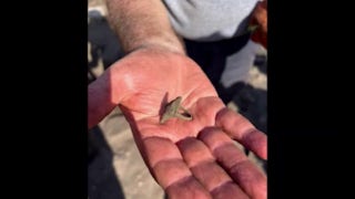 Archaeologists discover ring that's over 1,000 years old during dig - Fox News