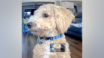 WATCH: Poodle hears owner's voice - Fox News