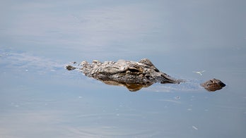 Louisiana father saves son from alligator attack: ‘Jumped on the gator'