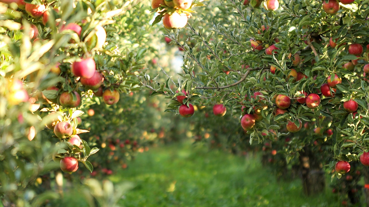 Ripe apples ready to be harvested