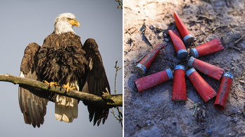 American hunters warned as eagle population faces serious threat