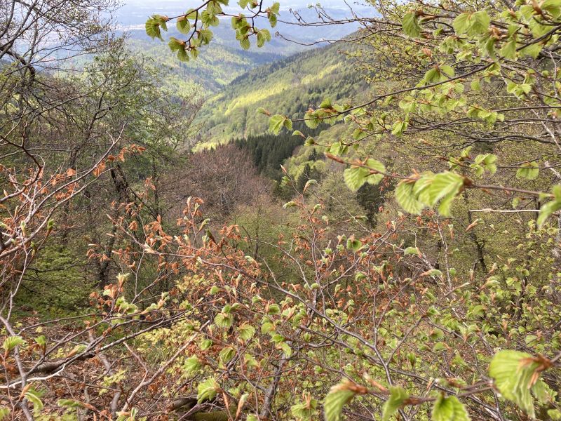 Looking through branches down to a forested valley.