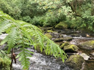 A fern in front of a rocky stream.