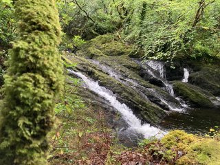 Looking past a mossy branch at water cascading over rocks.