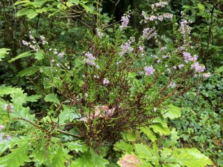 Purple-headed plant in the woods.