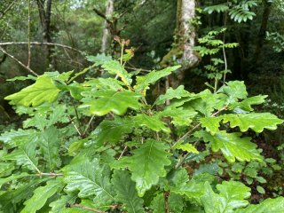 Wet young green oak leaves in the woods.