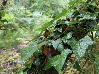 Wet green ivy leaves on a branch in the woods.