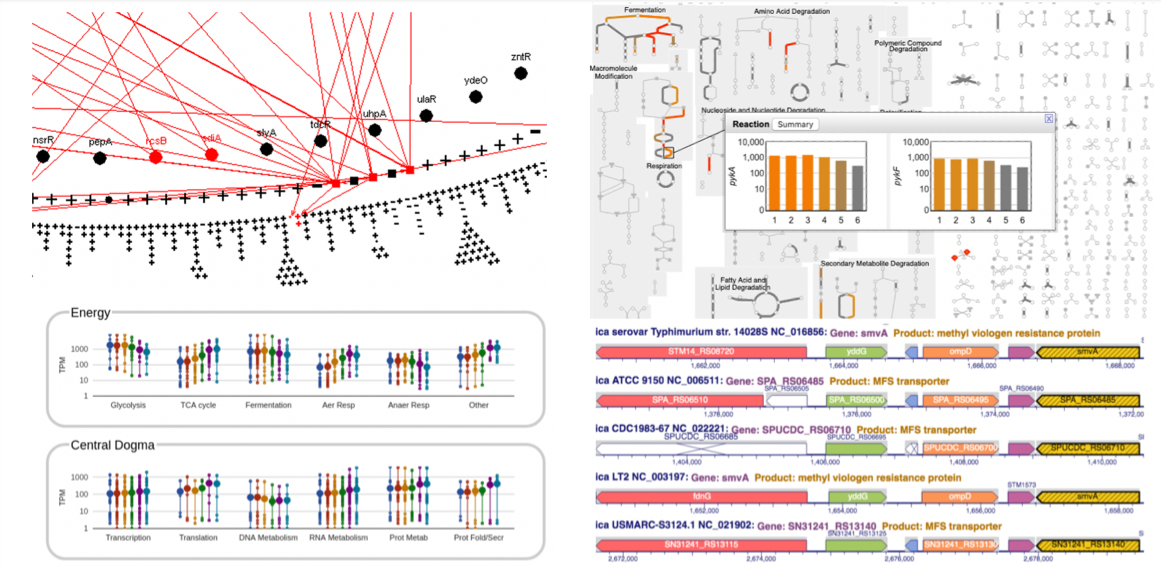 Collage of BioCyc Tools