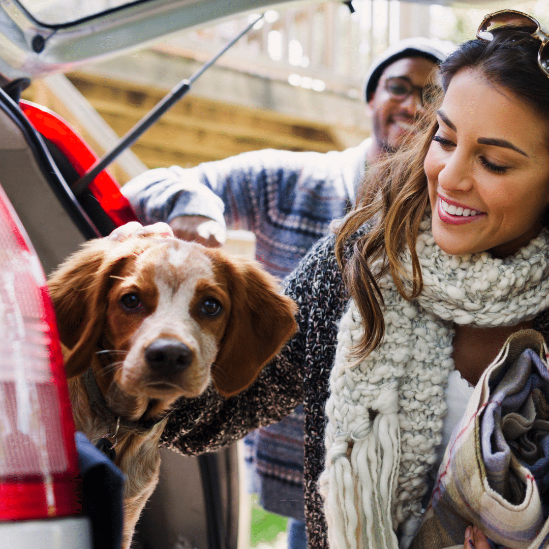 dog in back of car with diverse pet owners