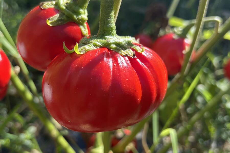 An African eggplants hangs on the vine