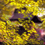 Maples, spring, temple