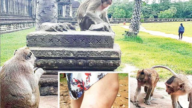 13_9_2024_11_9_2024_monkeys_at_angkor_wat_temple_in_siem_reap_province_facebook.jpg