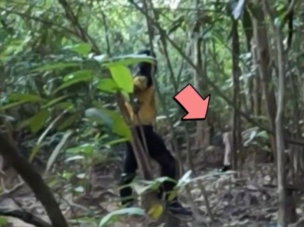 ‘Shaking in fear’: Duo fishing in Johor recall close encounter with tiger