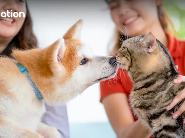 Pet humanisation’ trend playing a big role in expanding Thailand’s pet market