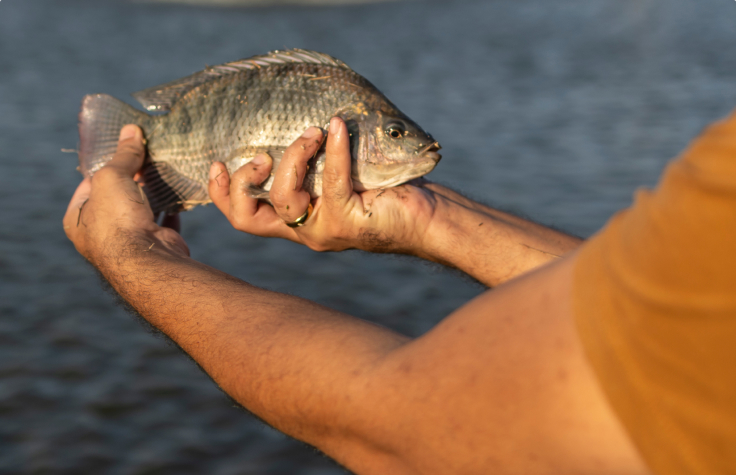 Unlock the fish genome, you feed the world