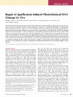 Research paper thumbnail of Repair of Sparfloxacin-Induced Photochemical DNA Damage In Vivo