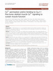 Research paper thumbnail of Ca2+ permeation and/or binding to CaV1.1 fine-tunes skeletal muscle Ca2+ signaling to sustain muscle function