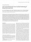 Research paper thumbnail of Lim1 Is Essential for the Correct Laminar Positioning of Retinal Horizontal Cells