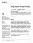 Research paper thumbnail of Cellular Responses during Morphological Transformation in Azospirillum brasilense and Its flcA Knockout Mutant