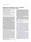 Research paper thumbnail of Subcellular localization of type 1 cannabinoid receptors in the rat basal ganglia