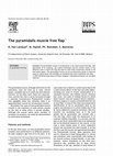 Research paper thumbnail of The pyramidalis muscle free flap