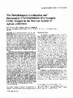 Research paper thumbnail of The morphological localization and biochemical characterization of a synapsin I-like antigen in the nervous system ofAplysia californica