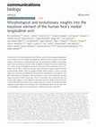 Research paper thumbnail of Morphological and evolutionary insights into the keystone element of the human foot's medial longitudinal arch