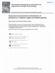 Research paper thumbnail of Anatomical and biochemical distribution of phosphorus in Daphnia magna and Daphnia galeata