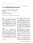 Research paper thumbnail of In vivo imaging of neurodegeneration in Caenorhabditis elegans by third harmonic generation microscopy