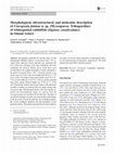 Research paper thumbnail of Morphological, Ultrastructural, and Molecular Characterization of <i>Euplotidium rosati</i> n. sp. (Ciliophora, Euplotida) from Guam