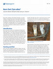 Research paper thumbnail of Barn Owl (Tyto alba) 1