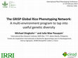 Research paper thumbnail of The GRiSP Global Rice Phenotyping Network: A multi-environment program to tap into useful genetic diversity