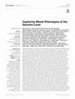 Research paper thumbnail of Capturing Wheat Phenotypes at the Genome Level