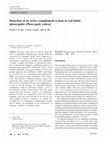 Research paper thumbnail of Detection of an active complement system in red-tailed phascogales (Phascogale calura)