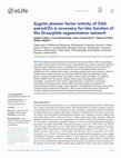 Research paper thumbnail of Zygotic pioneer factor activity of Odd-paired/Zic is necessary for late function of the Drosophila segmentation network