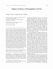 Research paper thumbnail of Adaptive Evolution of Phytoplankton Cell Size