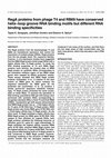 Research paper thumbnail of RegA proteins from phage T4 and RB69 have conserved helix-loop groove RNA binding motifs but different RNA binding specificities