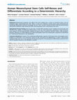 Research paper thumbnail of Human Mesenchymal Stem Cells Self-Renew and Differentiate According to a Deterministic Hierarchy