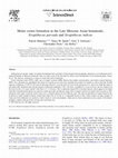 Research paper thumbnail of Molar crown formation in the Late Miocene Asian hominoids, Sivapithecus parvada and Sivapithecus indicus