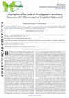 Research paper thumbnail of Description of the male of Brachygastra moebiana Saussure, 1867 (Hymenoptera: Vespidae; Epiponini)