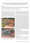 Research paper thumbnail of An observation of Indian Grey Mongoose Herpestes edwardsii mating