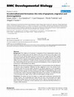 Research paper thumbnail of Incudomalleal joint formation: the roles of apoptosis, migration and downregulation