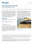 Research paper thumbnail of Giant Salamanders of Florida1