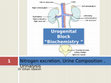 Research paper thumbnail of Urogenital Block; Nitrogen excretion, Urine Composition , Urinalysis