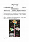 Research paper thumbnail of All neurophysiology Lecture 21 (1)