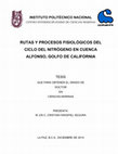 Research paper thumbnail of Rutas y procesos fisiológicos del ciclo del nitrógeno en Cuenca Alfonso, Golfo de California / Sources and physiological processes of nitrogen cycle in Basin Alfonso, Gulf of California