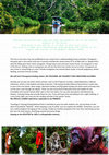 Research paper thumbnail of Orangutan Tour in Tanjung Puting National Park, Indonesian Borneo