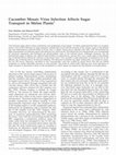 Research paper thumbnail of Cucumber Mosaic Virus Infection Affects Sugar Transport in Melon Plants