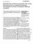 Research paper thumbnail of Identification of SIV env-specific CTL in the jejunal mucosa in vaginally exposed, seronegative rhesus macaques (Macaca mulatta)