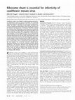 Research paper thumbnail of Ribosome shunt is essential for infectivity of cauliflower mosaic virus